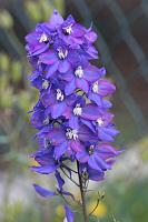  (C) 2008 by G. Doczkal, Rittersporn, 48.883621°N/8.319493°E, Wasserloch bei Malsch, Baden-Württemberg, Germany