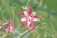  (C) 2008 by G. Doczkal, Akelei, 48.883621°N/8.319493°E, Wasserloch bei Malsch, Baden-Württemberg, Germany