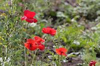  (C) 2008 by G. Doczkal, Klatschmohn, 48.883621°N/8.319493°E, Wasserloch bei Malsch, Baden-Württemberg, Germany