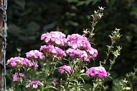  (C) 2008 by G. Doczkal, Bartnelken, 48.883621°N/8.319493°E, Wasserloch bei Malsch, Baden-Württemberg, Germany