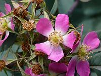  (C) 2008 by G. Doczkal, Wilde Rose, 48.883621°N/8.319493°E, Wasserloch bei Malsch, Baden-Württemberg, Germany