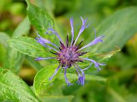  (C) 2008 by G. Doczkal, Flockenblume, 48.883621°N/8.319493°E, Wasserloch bei Malsch, Baden-Württemberg, Germany