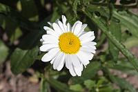  (C) 2008 by G. Doczkal, Margerite, 48.883621°N/8.319493°E, Wasserloch bei Malsch, Baden-Württemberg, Germany