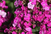  (C) 2008 by G. Doczkal, Bartnelken, 48.883621°N/8.319493°E, Wasserloch bei Malsch, Baden-Württemberg, Germany