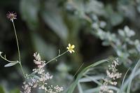  (C) 2008 by G. Doczkal, Blüte, 48.883621°N/8.319493°E, Wasserloch bei Malsch, Baden-Württemberg, Germany