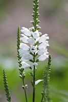  (C) 2008 by G. Doczkal, Lupine, 48.883621°N/8.319493°E, Wasserloch bei Malsch, Baden-Württemberg, Germany