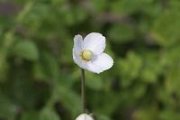  (C) 2008 by G. Doczkal, Anemone, 48.883621°N/8.319493°E, Wasserloch bei Malsch, Baden-Württemberg, Germany