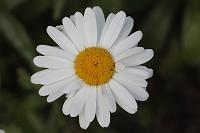  (C) 2008 by G. Doczkal, Margerite, 48.883621°N/8.319493°E, Wasserloch bei Malsch, Baden-Württemberg, Germany