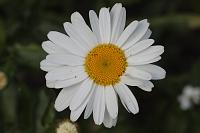  (C) 2008 by G. Doczkal, Margerite, 48.883621°N/8.319493°E, Wasserloch bei Malsch, Baden-Württemberg, Germany