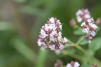  (C) 2008 by G. Doczkal, Wildkräuter, 48.883621°N/8.319493°E, Wasserloch bei Malsch, Baden-Württemberg, Germany