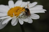  (C) 2008 by G. Doczkal, Mahlzeit, 48.883621°N/8.319493°E, Wasserloch bei Malsch, Baden-Württemberg, Germany