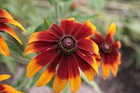  (C) 2008 by G. Doczkal, Sonnenhut, 48.883621°N/8.319493°E, Wasserloch bei Malsch, Baden-Württemberg, Germany