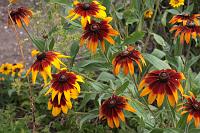  (C) 2008 by G. Doczkal, Sonnenhut, 48.883621°N/8.319493°E, Wasserloch bei Malsch, Baden-Württemberg, Germany