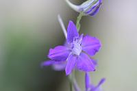  (C) 2008 by G. Doczkal, Blüte, 48.883621°N/8.319493°E, Wasserloch bei Malsch, Baden-Württemberg, Germany
