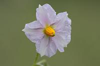  (C) 2008 by G. Doczkal, Kartoffelblüte, 48.883621°N/8.319493°E, Wasserloch bei Malsch, Baden-Württemberg, Germany