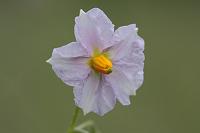  (C) 2008 by G. Doczkal, Kartoffelblüte, 48.883621°N/8.319493°E, Wasserloch bei Malsch, Baden-Württemberg, Germany