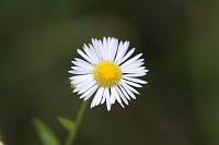  (C) 2008 by G. Doczkal, Blüte, 48.883621°N/8.319493°E, Wasserloch bei Malsch, Baden-Württemberg, Germany