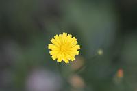  (C) 2008 by G. Doczkal, Blüte, 48.883621°N/8.319493°E, Wasserloch bei Malsch, Baden-Württemberg, Germany