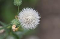  (C) 2008 by G. Doczkal, Fruchtstand, 48.883621°N/8.319493°E, Wasserloch bei Malsch, Baden-Württemberg, Germany