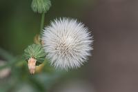  (C) 2008 by G. Doczkal, Fruchtstand, 48.883621°N/8.319493°E, Wasserloch bei Malsch, Baden-Württemberg, Germany