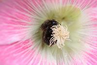  (C) 2008 by G. Doczkal, Hummel in Malve, 48.883621°N/8.319493°E, Wasserloch bei Malsch, Baden-Württemberg, Germany