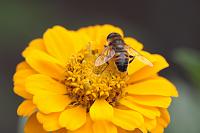  (C) 2008 by G. Doczkal, Blüte mit Schwebfliege, 48.883621°N/8.319493°E, Wasserloch bei Malsch, Baden-Württemberg, Germany