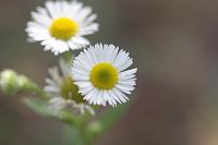  (C) 2008 by G. Doczkal, Blüte, 48.883621°N/8.319493°E, Wasserloch bei Malsch, Baden-Württemberg, Germany