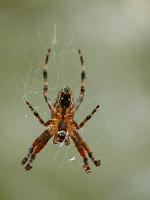  (C) 2008 by G. Doczkal, Kreuzspinne, 48.883621°N/8.319493°E, Wasserloch bei Malsch, Baden-Württemberg, Germany