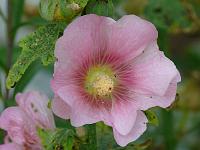  (C) 2008 by G. Doczkal, Malve, 48.883621°N/8.319493°E, Wasserloch bei Malsch, Baden-Württemberg, Germany