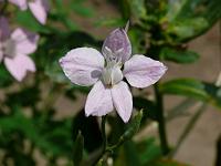  (C) 2008 by G. Doczkal, Blüte, 48.883621°N/8.319493°E, Wasserloch bei Malsch, Baden-Württemberg, Germany