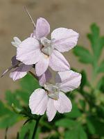  (C) 2008 by G. Doczkal, Blüten, 48.883621°N/8.319493°E, Wasserloch bei Malsch, Baden-Württemberg, Germany