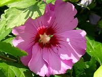  (C) 2008 by G. Doczkal, Hibiscus, 48.883621°N/8.319493°E, Wasserloch bei Malsch, Baden-Württemberg, Germany