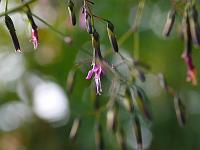  (C) 2008 by G. Doczkal, Blüte, Eichelberg bei Waldprechtsweier, Baden-Württemberg, Germany