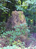  (C) 2008 by G. Doczkal, Alter Baumstumpf, Eichelberg bei Waldprechtsweier, Baden-Württemberg, Germany