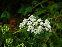  (C) 2008 by G. Doczkal, Schafgarbe, Eichelberg bei Waldprechtsweier, Baden-Württemberg, Germany