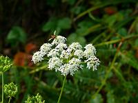  (C) 2008 by G. Doczkal, Schafgarbe, Eichelberg bei Waldprechtsweier, Baden-Württemberg, Germany