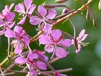  (C) 2008 by G. Doczkal, Blüten, Eichelberg bei Waldprechtsweier, Baden-Württemberg, Germany