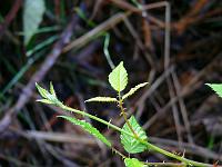  (C) 2008 by G. Doczkal, Brombeerblatt im Gegenlicht, Eichelberg bei Waldprechtsweier, Baden-Württemberg, Germany