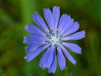  (C) 2008 by G. Doczkal, Blüte, Eichelberg bei Oberweier, Baden-Württemberg, Germany