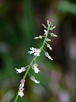  (C) 2008 by G. Doczkal, Blüten, Eichelberg bei Oberweier, Baden-Württemberg, Germany