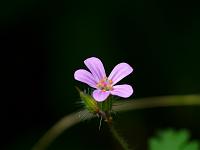  (C) 2008 by G. Doczkal, Blüte, Eichelberg, Schwarzwald