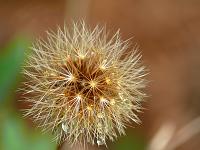  (C) 2008 by G. Doczkal, Fruchtstand, Eichelberg bei Oberweier, Baden-Württemberg, Germany