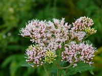  (C) 2008 by G. Doczkal, Blüten, Eichelberg, Schwarzwald