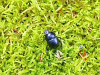  (C) 2008 by G. Doczkal, Mistkäfer, Eichelberg bei Winkel, Baden-Württemberg, Germany