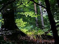  (C) 2008 by G. Doczkal, Laub im Gegenlicht, Eichelberg bei Winkel, Baden-Württemberg, Germany