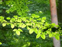  (C) 2008 by G. Doczkal, Laub im Gegenlicht, Eichelberg bei Winkel, Baden-Württemberg, Germany