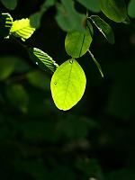  (C) 2008 by G. Doczkal, Blatt im Gegenlicht, Eichelberg bei Winkel, Baden-Württemberg, Germany