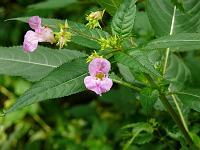  (C) 2008 by G. Doczkal, Blüte, Eichelberg bei Winkel, Baden-Württemberg, Germany