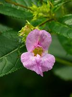  (C) 2008 by G. Doczkal, Blüte, Eichelberg bei Winkel, Baden-Württemberg, Germany