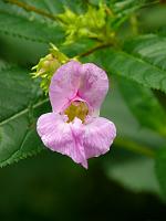  (C) 2008 by G. Doczkal, Blüte, Eichelberg bei Winkel, Baden-Württemberg, Germany